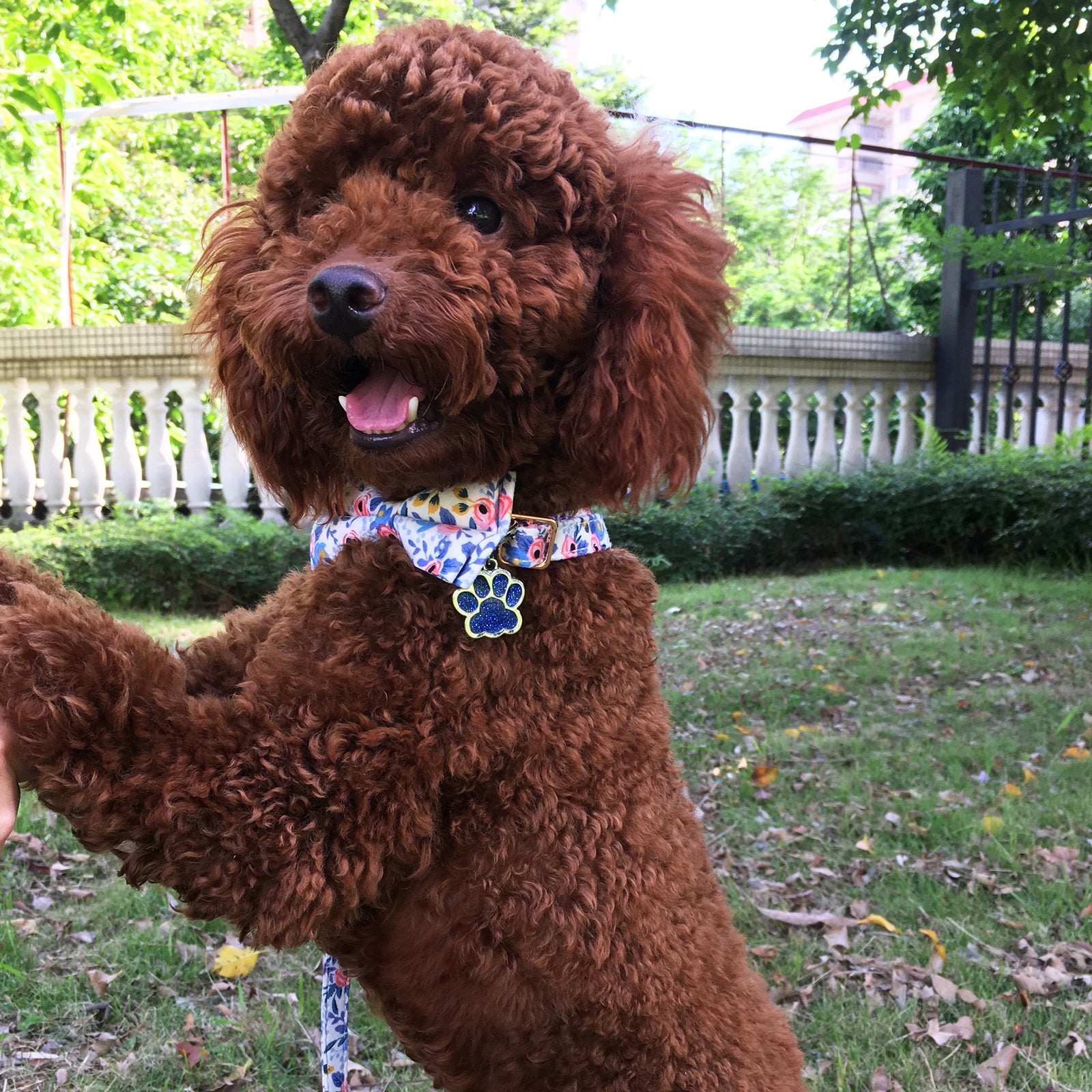 Pokchio Dog Collar with Bow Tie, Dog Collar and Dog Leash Set, Adjustable Dog Bow Tie Collar with Dog Tag & Metal Buckle for Small Medium Dogs.